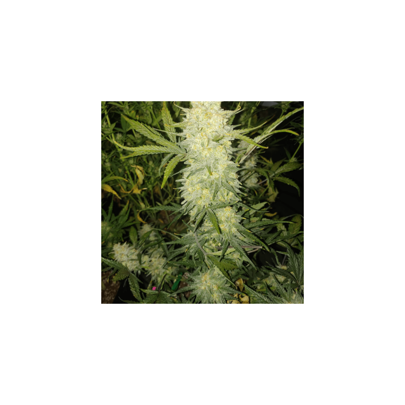 Bananacane semi femminizzati In House Genetics