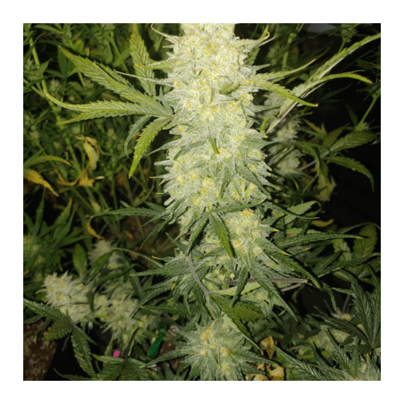 Bananacane semi femminizzati In House Genetics