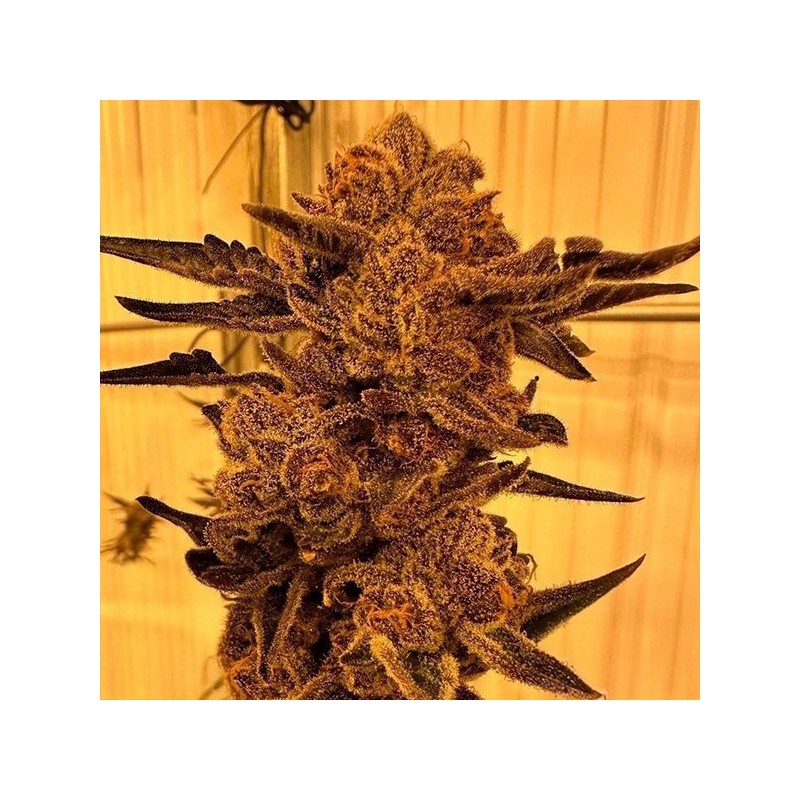 Black Cherry Flambe semi femminizzati In House Genetics