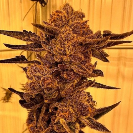 Black Cherry Flambe semi femminizzati In House Genetics