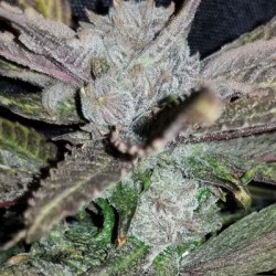 Black Cherry Punch semi femminizzati In House Genetics