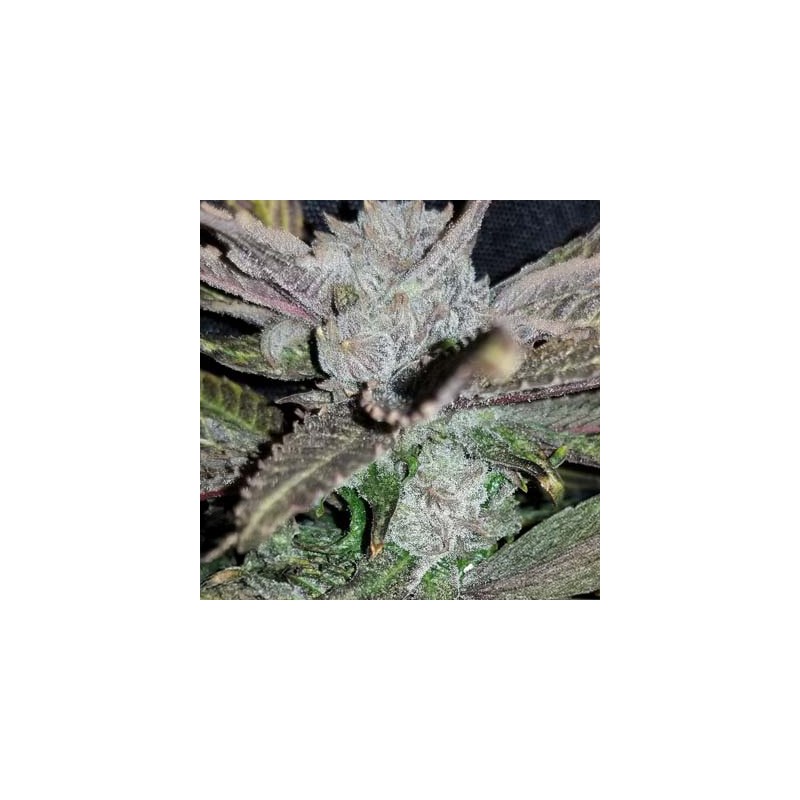 Black Cherry Punch semi femminizzati In House Genetics