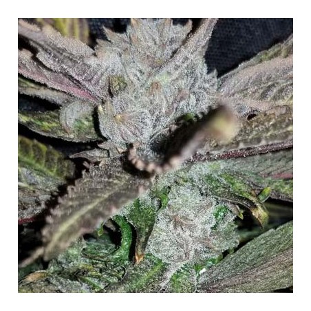 Black Cherry Punch semi femminizzati In House Genetics