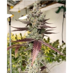 Bluenana semi femminizzati In House Genetics