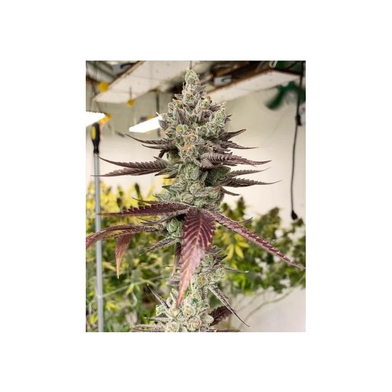 Bluenana semi femminizzati In House Genetics
