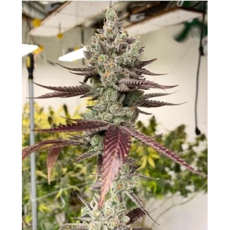 Bluenana semi femminizzati In House Genetics