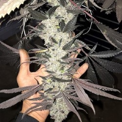 Cakes N Cream semi femminizzati In House Genetics