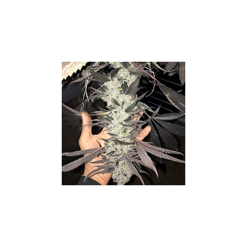 Cakes N Cream semi femminizzati In House Genetics