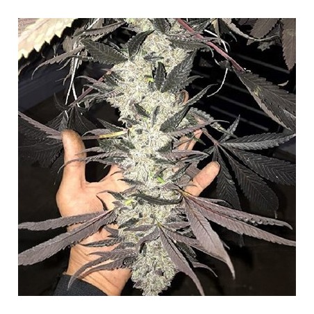 Cakes N Cream semi femminizzati In House Genetics