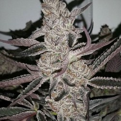 Crystal Cookies V2 semi femminizzati In House Genetics