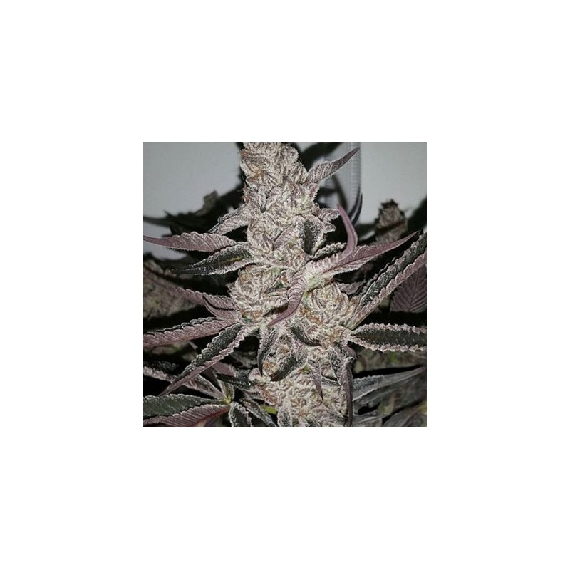 Crystal Cookies V2 semi femminizzati In House Genetics