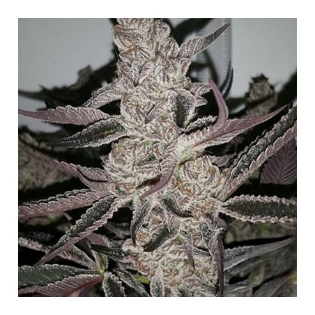 Crystal Cookies V2 semi femminizzati In House Genetics