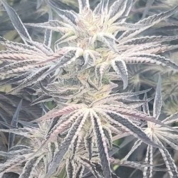 Deluxe Sugarcane semi femminizzati In House Genetics