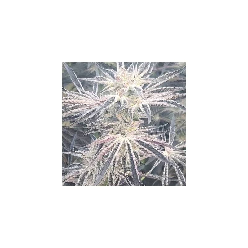 Deluxe Sugarcane semi femminizzati In House Genetics