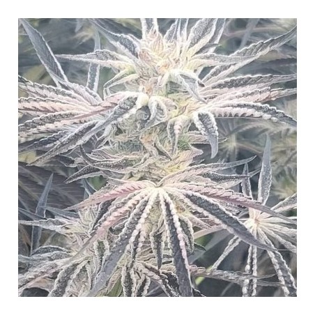 Deluxe Sugarcane semi femminizzati In House Genetics