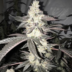 Dolato S1 semi femminizzati In House Genetics