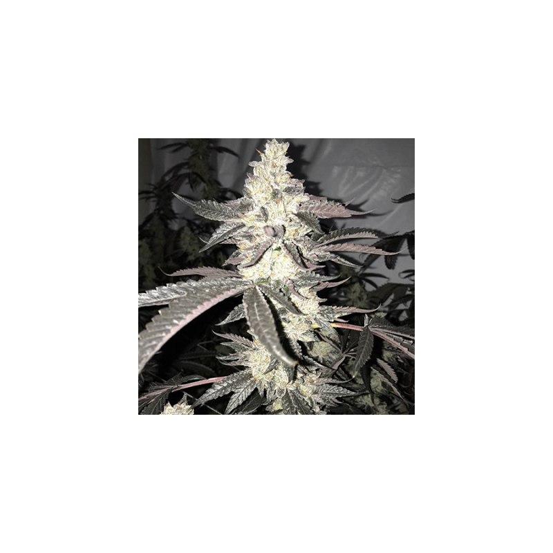 Dolato S1 semi femminizzati In House Genetics