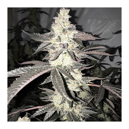 Dolato S1 semi femminizzati In House Genetics