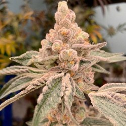 Dream Candy semi femminizzati In House Genetics