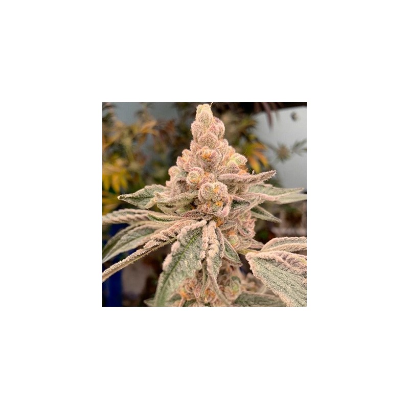 Dream Candy semi femminizzati In House Genetics