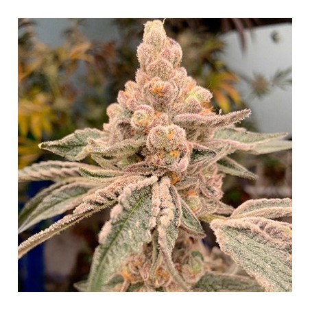 Dream Candy semi femminizzati In House Genetics