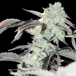 Frozen Gelato semi femminizzati In House Genetics