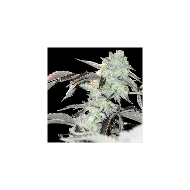 Frozen Gelato semi femminizzati In House Genetics