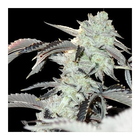 Frozen Gelato semi femminizzati In House Genetics