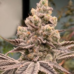 Frozen Grapes semi femminizzati In House Genetics