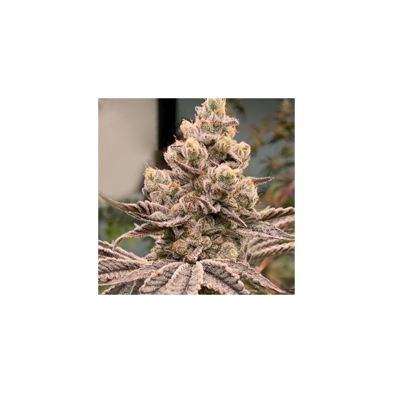 Frozen Grapes semi femminizzati In House Genetics