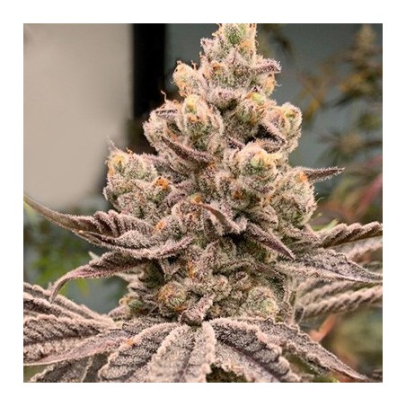 Frozen Grapes semi femminizzati In House Genetics