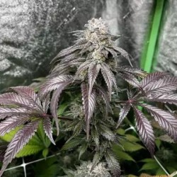 Garlic Storm semi femminizzati In House Genetics