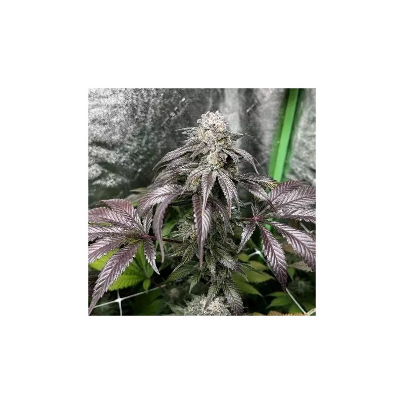 Garlic Storm semi femminizzati In House Genetics
