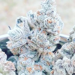 Jelly Breath S1 semi femminizzati In House Genetics