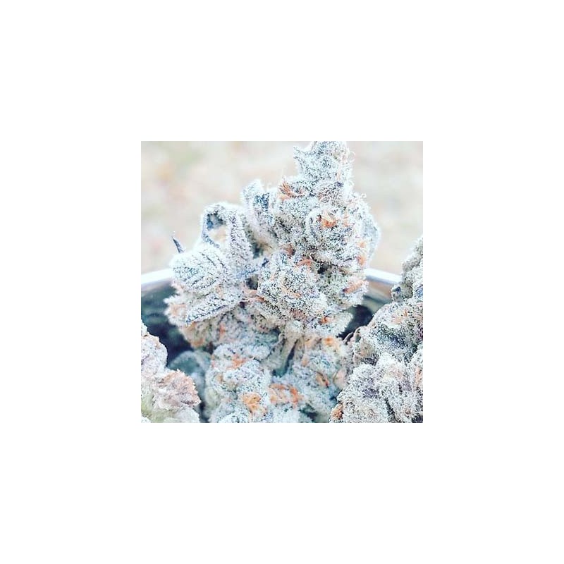 Jelly Breath S1 semi femminizzati In House Genetics