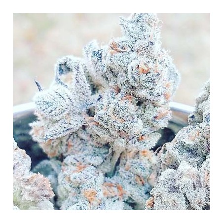 Jelly Breath S1 semi femminizzati In House Genetics