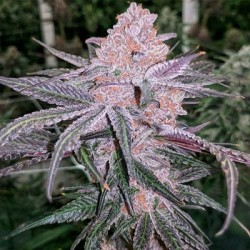Jellysickle semi femminizzati In House Genetics
