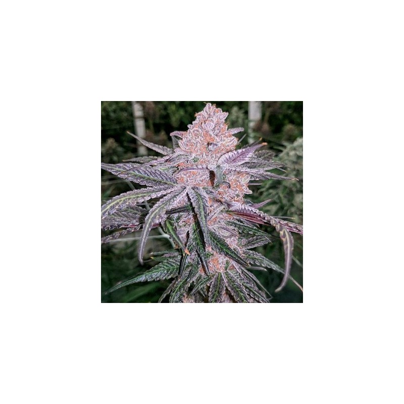 Jellysickle semi femminizzati In House Genetics