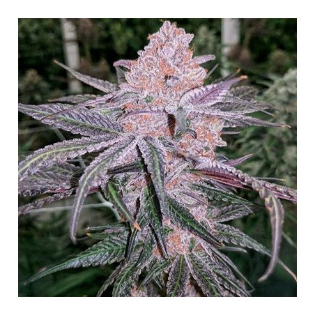 Jellysickle semi femminizzati In House Genetics