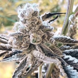 Masterpiece semi femminizzati In House Genetics