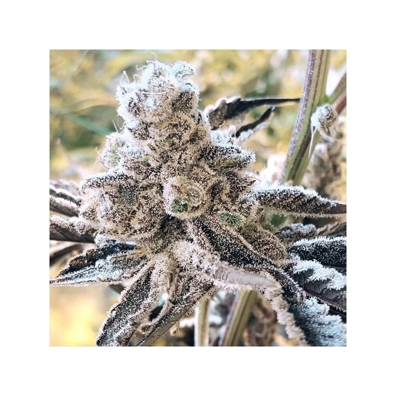 Masterpiece semi femminizzati In House Genetics