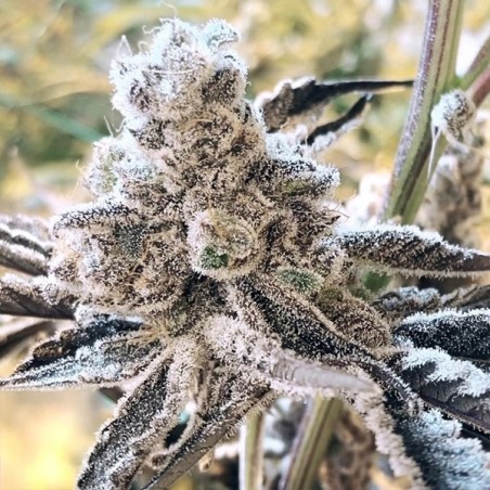 Masterpiece semi femminizzati In House Genetics