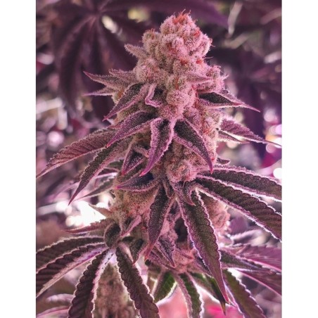 Platinum Dosha semi femminizzati In House Genetics