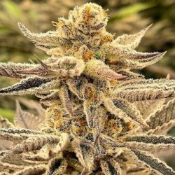 Platinum Dosi semi femminizzati In House Genetics