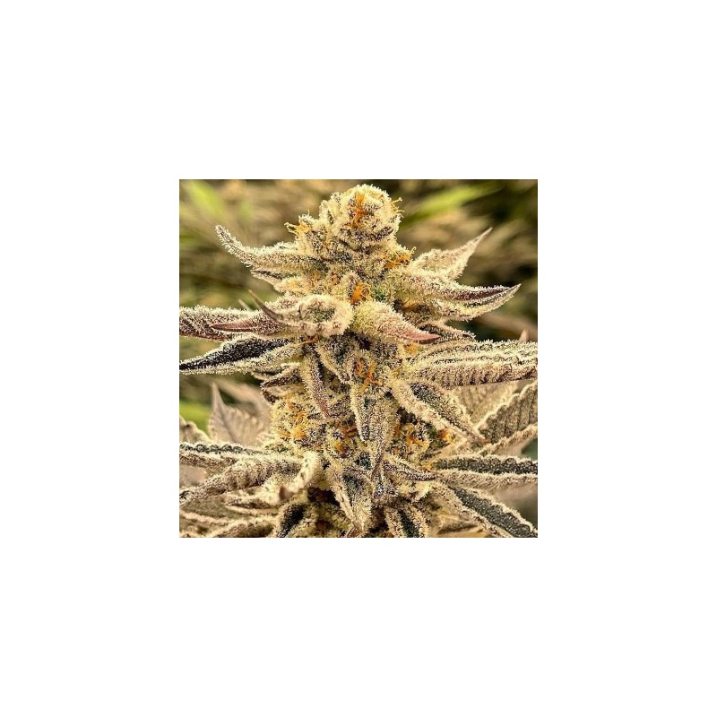 Platinum Dosi semi femminizzati In House Genetics