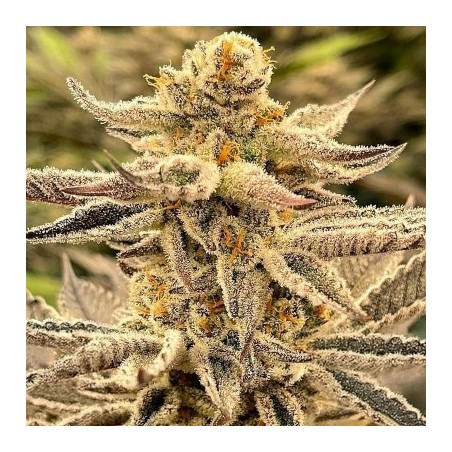 Platinum Dosi semi femminizzati In House Genetics