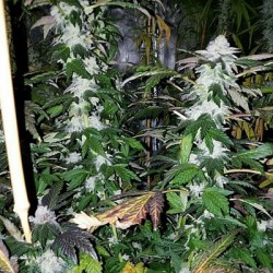 Platinum Gorilla semi femminizzati In House Genetics