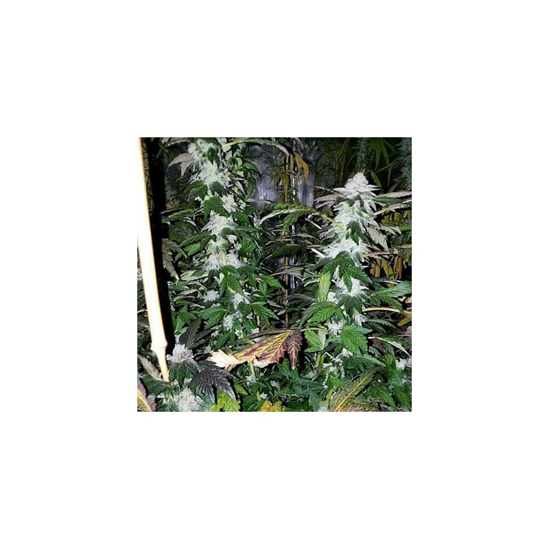 Platinum Gorilla semi femminizzati In House Genetics
