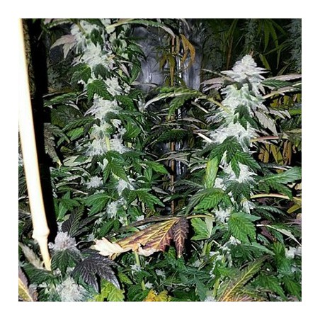 Platinum Gorilla semi femminizzati In House Genetics