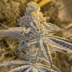 Platinum Jelly semi femminizzati In House Genetics